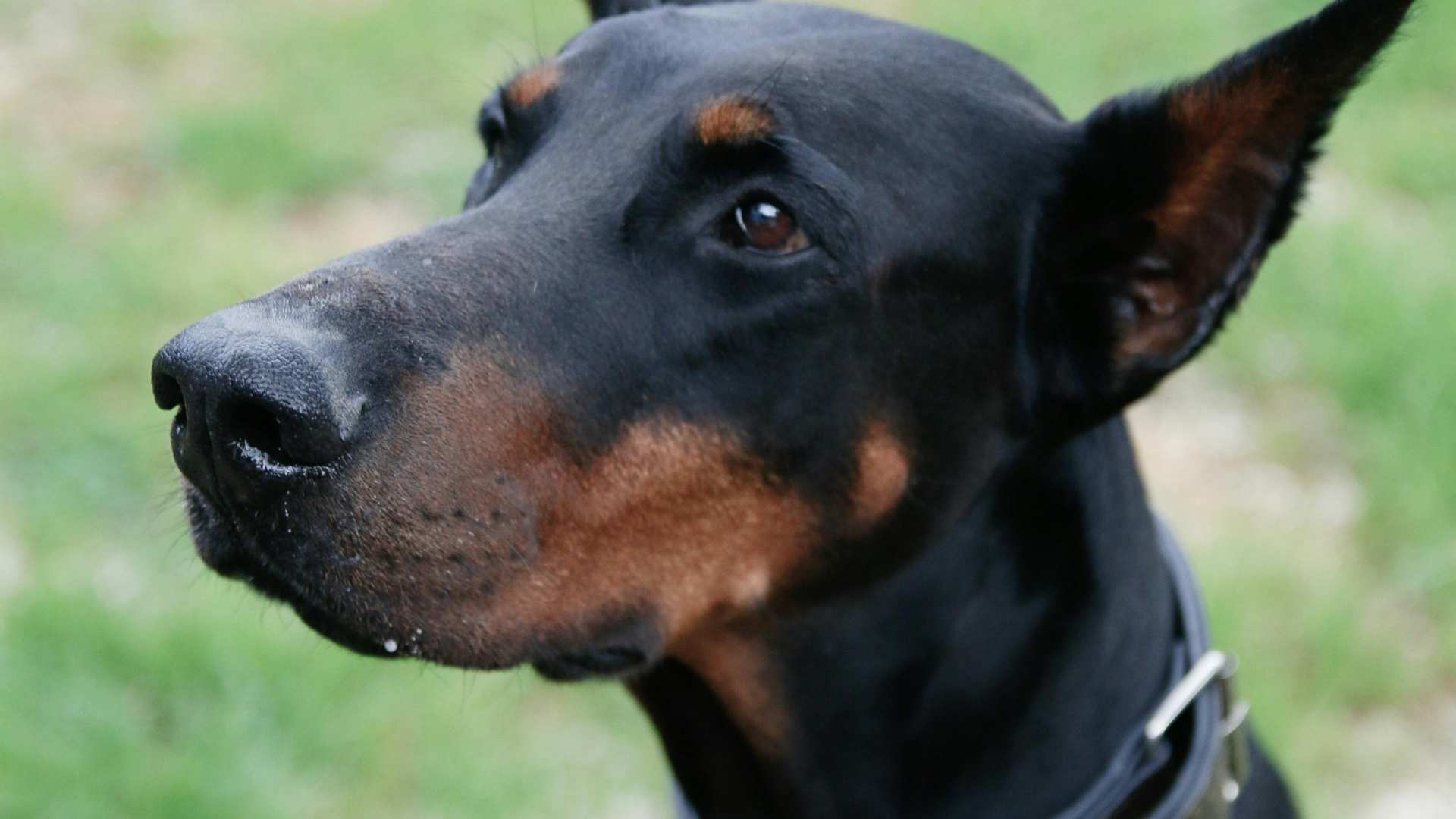dobermann 